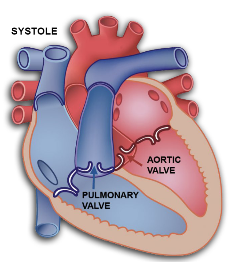 <p>ventricles fill, pressure rises, and AV valves CLOSE — produces S1 “lub” sounds </p><ul><li><p>ventricular pressure rises and semilunar valves open (aortic + pulmonic)</p></li><li><p>blood pumped out to body + lungs</p></li></ul><p></p><p>ventricles empty, pressure drops, and semilunar vales close — produces S2 “dub” sounds</p><ul><li><p>cycle restarts as AV valves open again</p></li></ul><p></p>