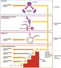 <p>The process of nutrient breakdown with accompanying ATP synthesis.</p>