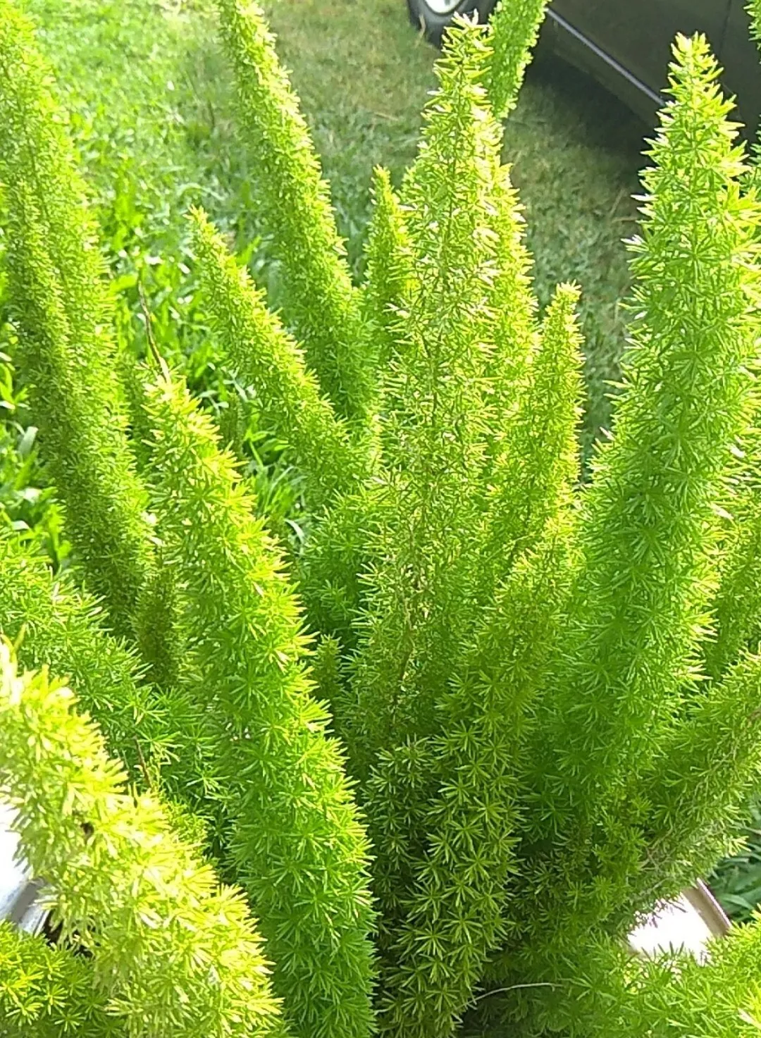 <p>Follaje </p>