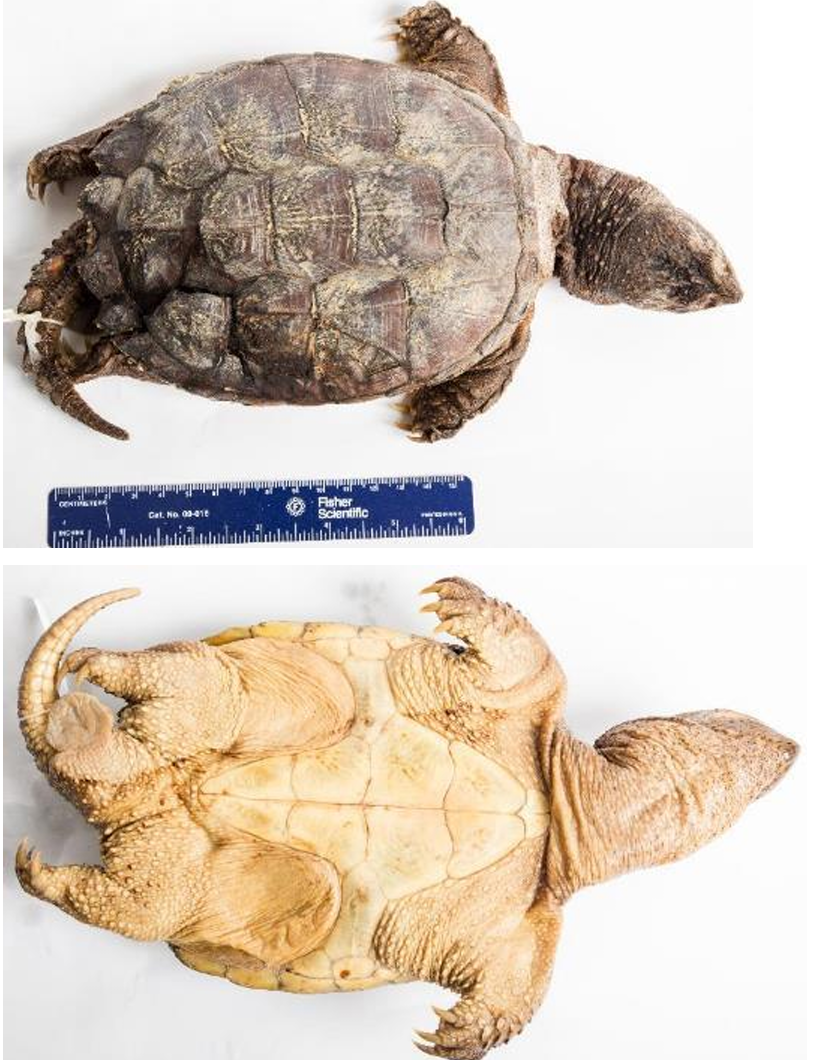 <p>Snapping Turtle order & suborder</p>