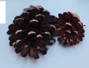 <p>Pinus ponderosa</p>