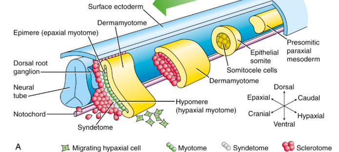 <p>Somites reorganise into dermamyotome and sclerotome.</p><ul><li><p>Dermamyotome forms the dermatome (> dermis) the myotome (> segmented muscles).</p></li><li><p>Myotome splits into epimere (> epaxial muscles) & hypomere (> hypaxial muscles)</p></li><li><p>Sclerotome forms the segmented bony parts (> vertebrae & ribs)</p></li><li><p>Syndetome forms between the myotome and the sclerotome (tendon progenitor cells > axial tendons)</p></li></ul><p></p>