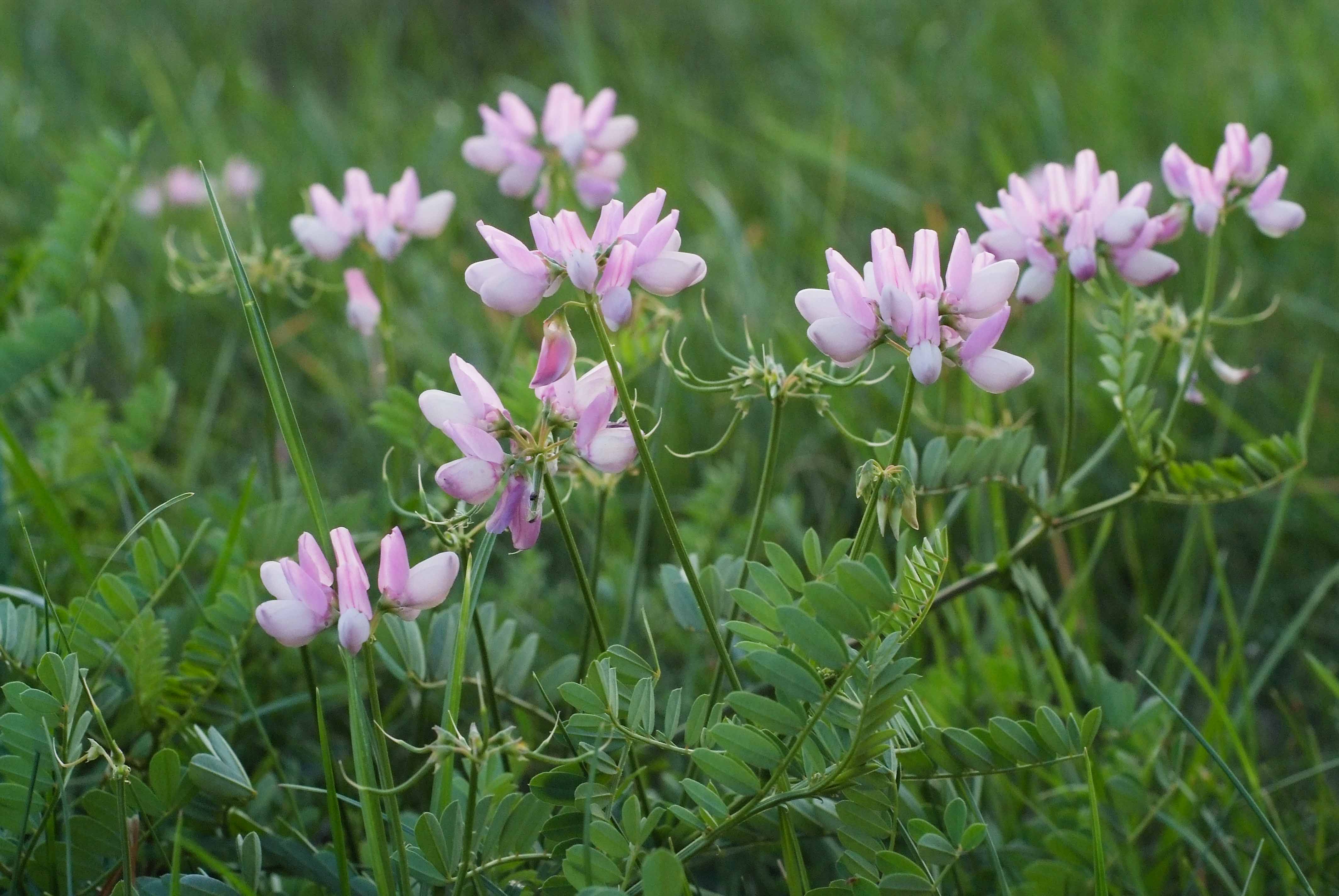 <p><span style="background-color: rgba(0, 0, 0, 0); line-height: 27px;">Klasa <strong>TRIFOLIO-GERANIETEA</strong></span></p>