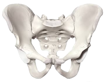 <p>v shape</p>