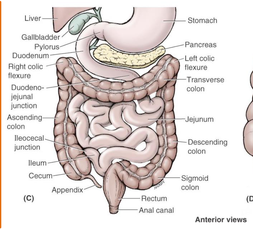 <p>1) the <strong>duodenum</strong></p><p>2) the <strong>jejunum</strong></p><p>3) the <strong>ileum</strong></p>