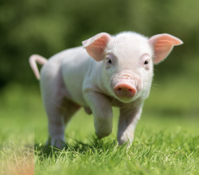<p>Weaning involves major changes in:</p><ul><li><p>Nutrition: milk → solid food</p></li><li><p>Environment: familiar → potentially unfamiliar</p></li><li><p>Social relationships</p></li><li><p>Behaviour</p></li></ul><p>Early or abrupt weaning may result in:</p><ul><li><p>Reduced feed intake</p></li><li><p>Behavioural changes</p></li><li><p>Increased stress</p></li><li><p>Reduced growth rate</p></li></ul><p></p>