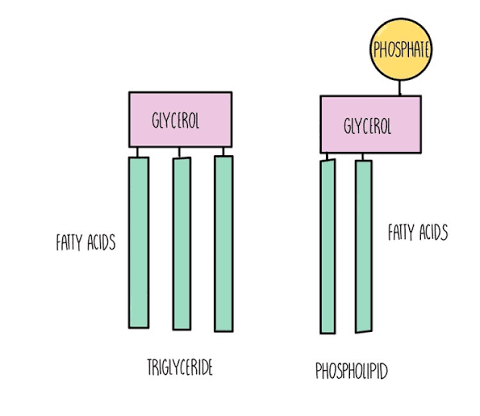 <p>Triglycerides: glycerol and 3 fatty acids joined by ester bonds, can be saturated or unsaturated (contains C=C), non-polar, stores energy. </p><p>Phospholipids: glycerol, 2 fatty acid and a phosphate group, hydrophilic head and hydrophobic tail, found in plasma membrane. </p>