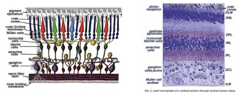 <p>Bipolar cell signals are generated in the dendrites based on photoreceptor input, with that input modulated by lateral inhibition from horizontal cells.</p>