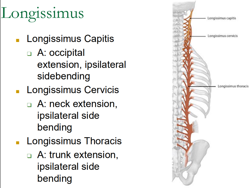<p>O: ribs, T + cervical TPs, mastoid process</p><p>I: erector spinae aponeurosis</p><p>N: dorsal rami</p><ul><li><p>trunk extension (bilat)</p></li><li><p>ipsilat side bending (unilat)</p></li></ul><p></p><p>*thoracis, cervicis, capitis (3 seperate muscle names)</p><p></p>