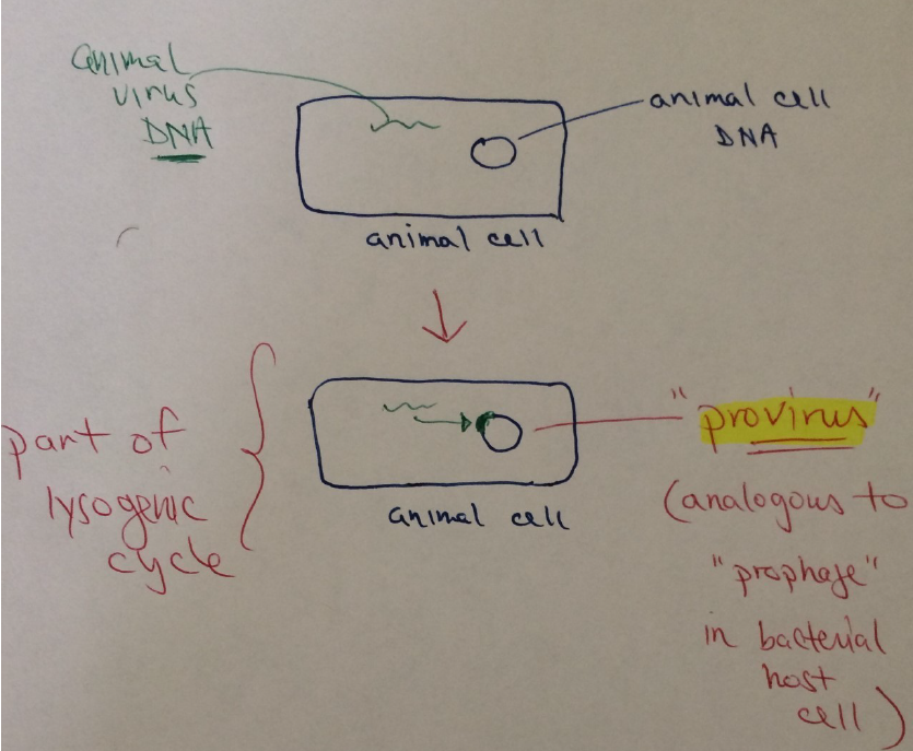 <p>Its DNA incorporates directly into the animal host cell's DNA, forming a provirus.</p>