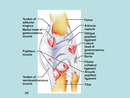 <p>Knee Joint</p>