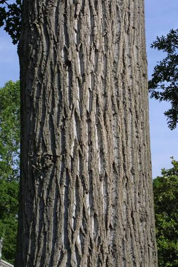 <p>Liriodendron tulipifera - yellow poplar, tuliptree, tulip-poplar (magnoliaceae) </p>