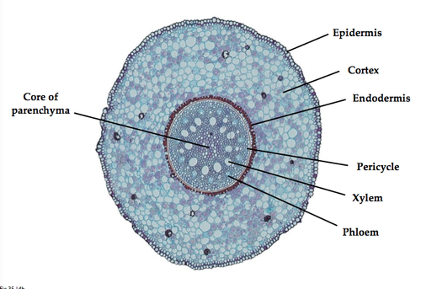 <p>vascular bundles in central ring</p>