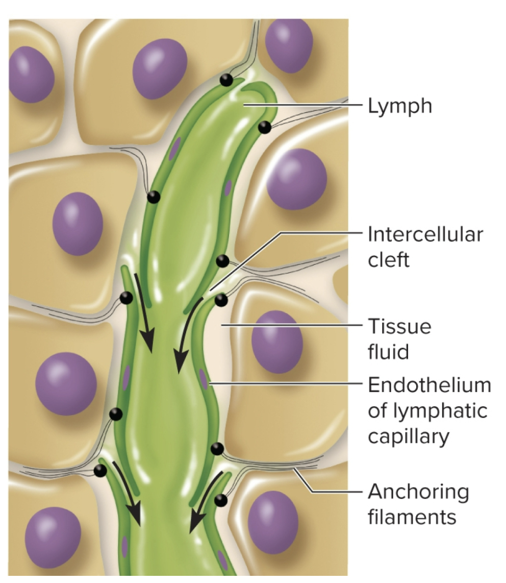 <p>microscopic vessels that penetrate nealry every tissue, taking interstitial fluid by it’s gaps</p><ul><li><p>flow like the venous system (driven by skeletal mmuscle pump)</p></li><li><p>contains one way valves (keeps flow in one direction)</p></li><li><p>High pressure causes valves to shut pushing interstital fluid to the lymph nodes. low pressure opens them allowing fluid to come in (not on exam b/c confusing)</p></li><li><p>assisted by the tunica media</p></li><li><p>Absent from cartilage, cornea, osseous tissue, and bones/bone marrow (b/c they dont have lymphatic draining)</p></li><li><p>very similar to how blood moves thru veins (skeletal muscle squeezing it)</p></li><li><p>fluid comes out of gaps (some sources call it intercellular clefts)</p></li><li><p>arteriole/venule capillaries secrete fluid and enter these capillaries </p></li></ul><p></p>
