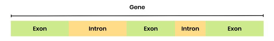 <p>base sequence of a gene coding for amino acid sequences</p><p>base sequence of a gene <strong>not coding</strong> for amino acid sequences. introns separate exons within a gene.</p>