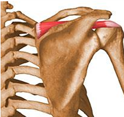 <p>m. supraspinatus, o</p>