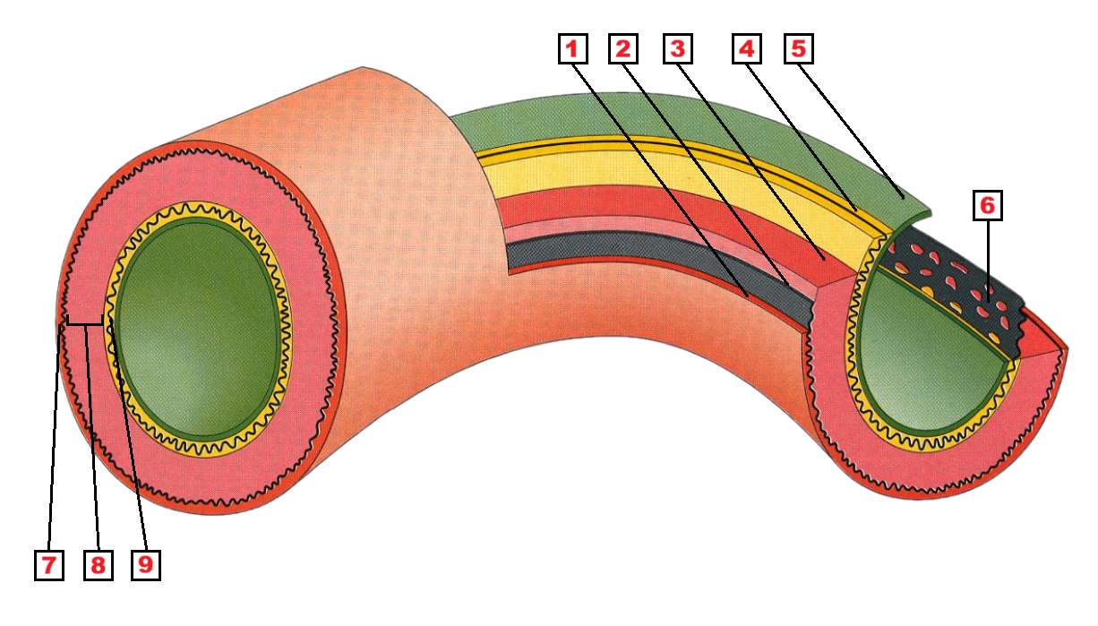 <p>8</p>