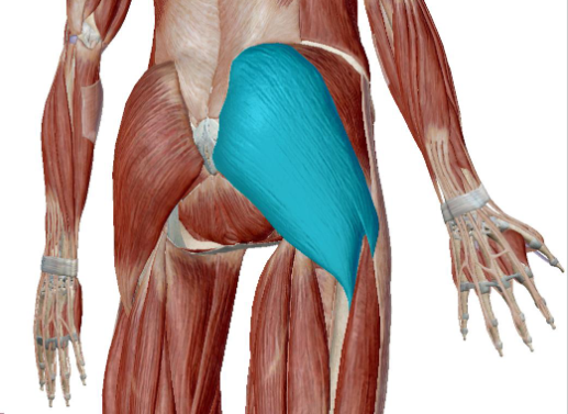 <p>what muscle is this</p>