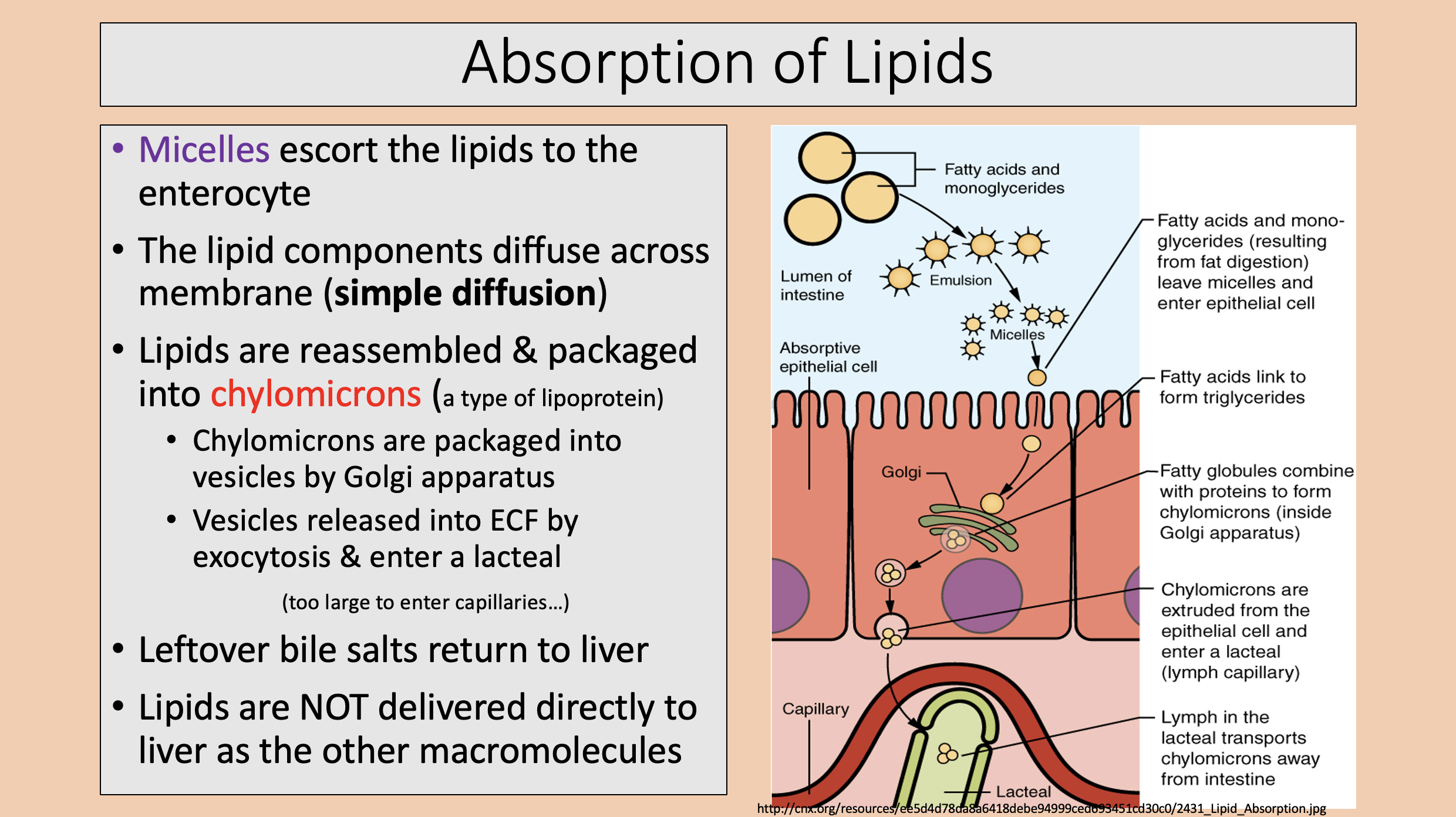 <p><span>simple diffusion</span></p>