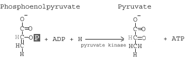 <p>transfers a P from phosphoenolpyruvate (PEP) to ADP to form pyruvic acid and ATP</p><p>happens x2 with both phosphoenolpyruvate molecules, yielding 2 ATP and 2 pyruvate molecules </p>