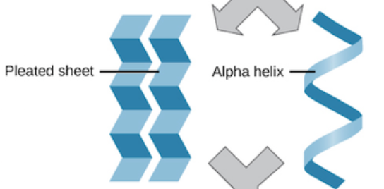 <p>Local folding which forms hydrogen bonds between the amino acids, which makes two kinds of shapes → α-helix &amp; β-sheet (hydrogen bonds)</p>