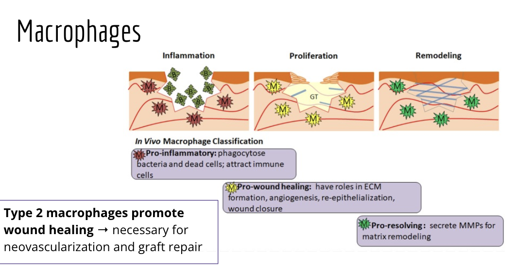 <ol><li><p>they are pro inflamatory, pro-wound healing, pro-resolving</p><ol><li><p>pro inflamatory: phagocytose bacteria and dead cells to attract immune cells</p><ol><li><p>bad for grafts</p></li></ol></li><li><p>pro wound healing: have roles in ECM formation and wound closure</p><ol><li><p>mediu, for grafts </p></li></ol></li><li><p>pro-resoliving: they secrete mmps for atrix reoeling</p><ol><li><p>pro graft rejection</p></li></ol></li></ol></li><li><p>type 2 machrophages promote wound healing = necessary for neovasucalirzation and graft repair</p></li></ol><p></p>