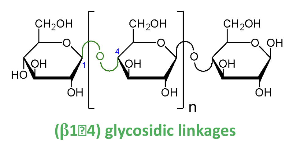 <p><strong>β(1→4)</strong> glycosidic linkages.</p>