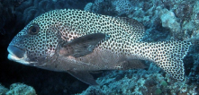 term image