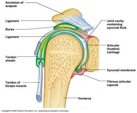 <p>Reduces friction from movement between structures</p><p><u>Found between structures</u></p><ul><li><p>Tendons (muscle ends)+bone</p></li><li><p>Tendons+joints</p></li><li><p>Skin+bone</p></li></ul><p></p>