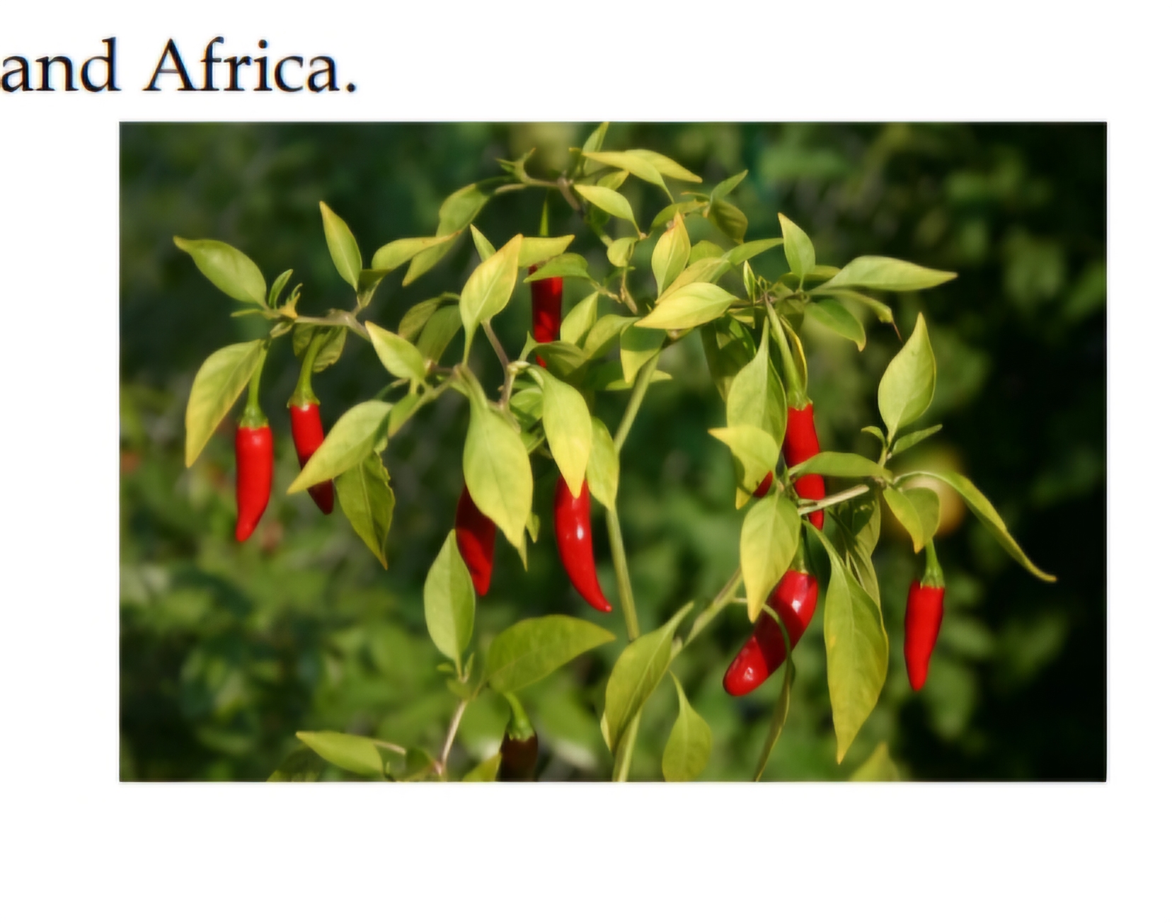 <p>What is this fruit?</p>