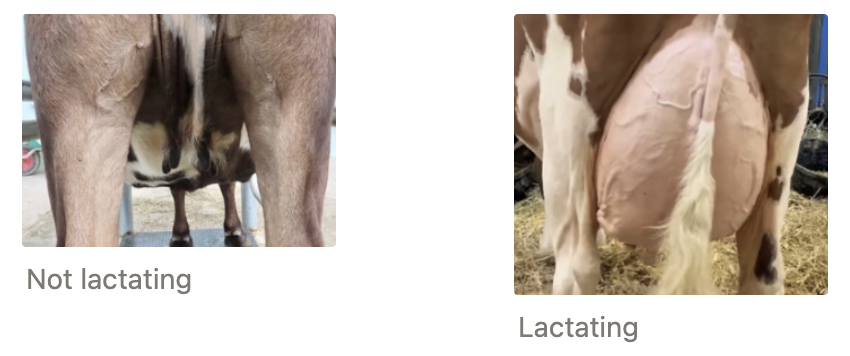 <p><u>Abdominal Distension:</u></p><img src="https://assets.knowt.com/user-attachments/0c048e5a-3e33-4844-bec2-c1cac656813f.png" data-width="100%" data-align="center"><p><u>Udder:</u> This cow is not lactating, the udder is small, shrunken and appears empty</p>