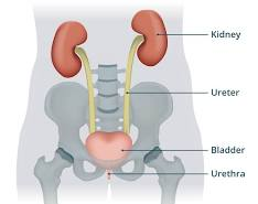 <p>_____ activates vitamin D.</p>