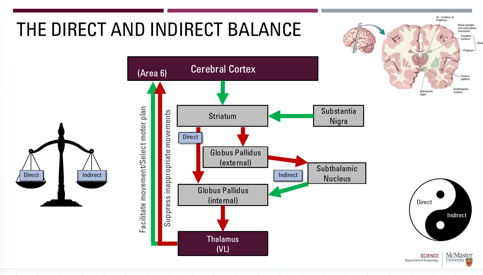 <p>Direct = facilitates appropriate movements (Releasing the brake)</p><p>Indirect: Inhibits inappropriate movements (Riding the brake)</p>