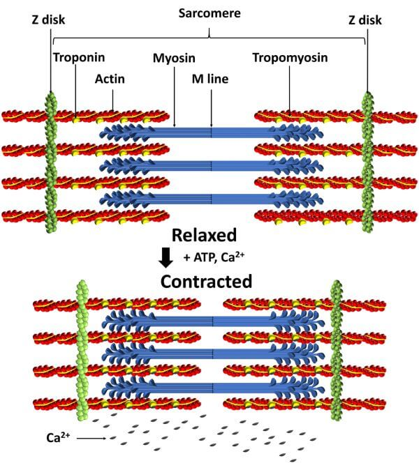 <p>pairs with myosin- which motors use ATP to walk along actin filaments</p>