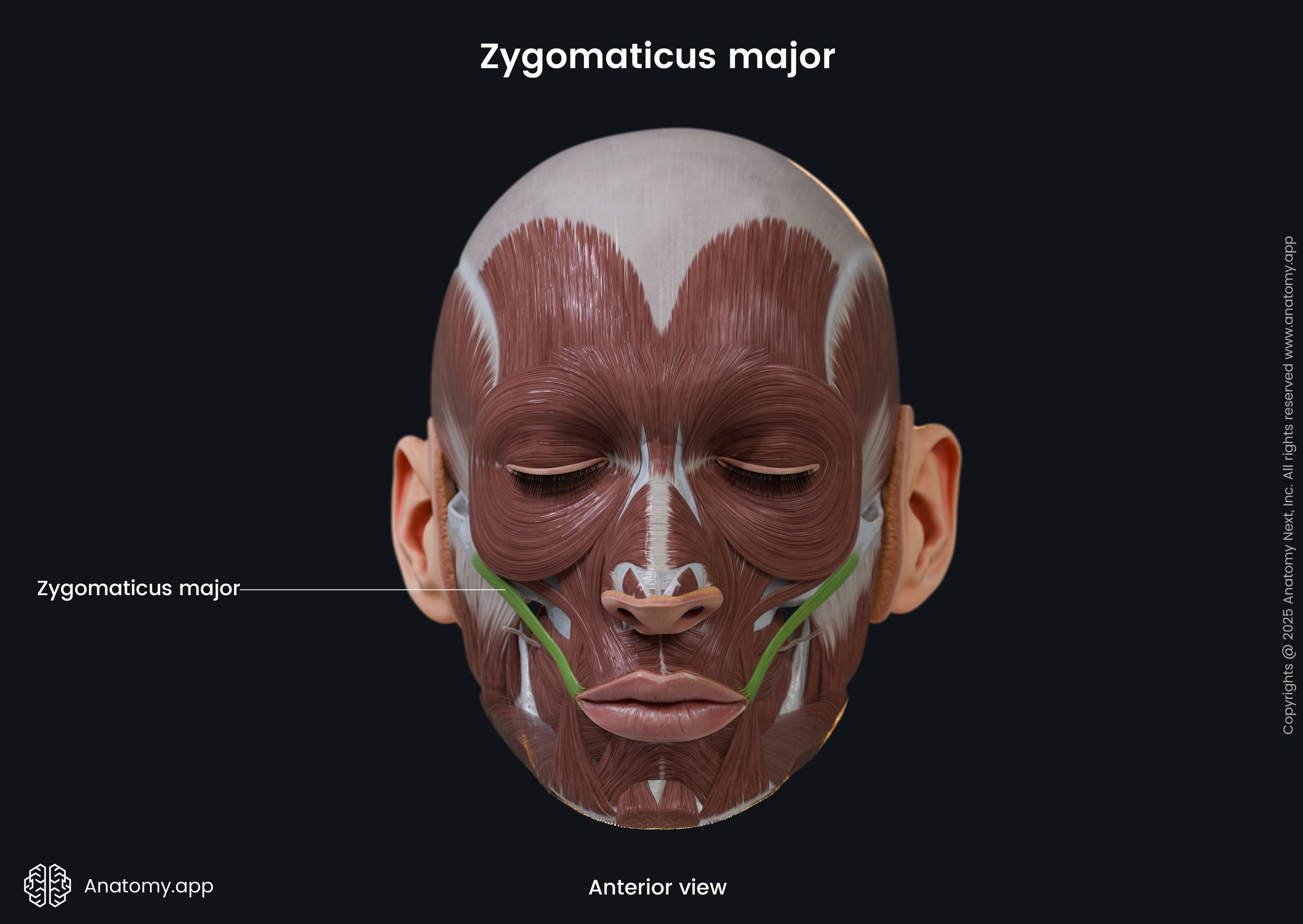 <p>Zygomaticus major</p>