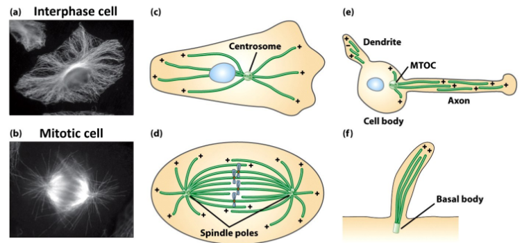 <ul><li><p>Cell polarity</p></li><li><p>Membrane trafficking</p></li><li><p>Mitosis</p></li><li><p>Special functions in flagella + nerve axons </p></li><li><p>Drugs → Δ MT assembly → treat diseases (Ex. cancer) </p></li></ul><p></p>