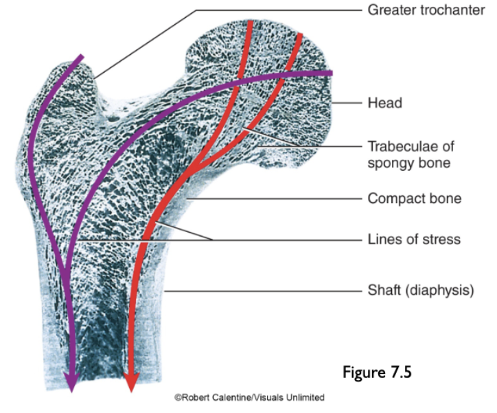 <p>Bone <strong>adapts/remodels in response to habitual stress</strong>.</p><p>↑ stress/loading → ↑ <strong>bone mass</strong></p><p>Bone <strong>size and shape</strong> adapt based on the <strong>magnitude and direction</strong> of forces applied.</p>