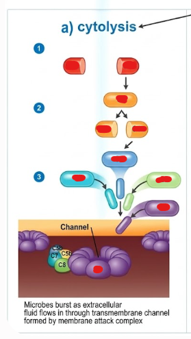 <p>Complement system - Cytolysis Process</p>