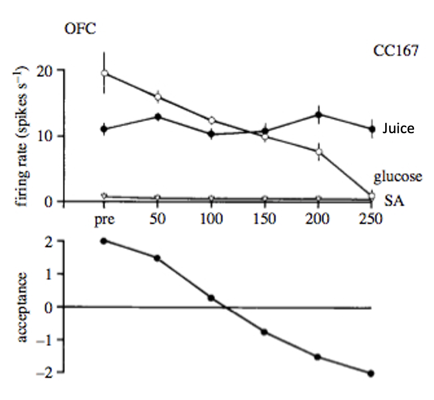 <ul><li><p>OFC (secondary gustatory cortex) encodes <strong>food value/pleasantness</strong>, not just identity</p></li><li><p>Neuronal response <strong>decreases with satiety</strong> (sensory-specific satiety)</p><ul><li><p>Monkey rejects glucose solution following 100-150ml (unappealing)</p></li><li><p>At that point, even tho primary cortex continues responding, secondary cortex OFC progressively stop responding above spotaneous activity (SA) → suggests <strong>food value</strong></p></li></ul></li></ul><p></p>