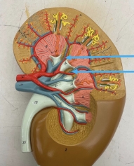 <p>name the parts</p>