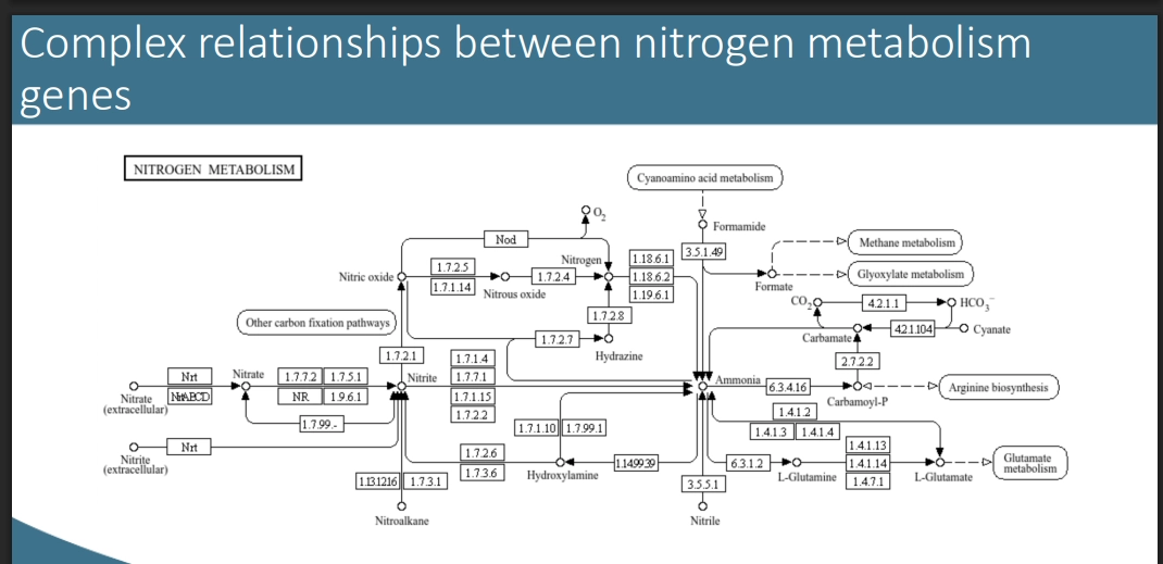 <ul><li><p>complex relationships!</p></li><li><p>for metabolising different N compunds, different sets of proteins are utiliseds, encoded for by certain genes - so these are shared among those carrying out the same process</p></li><li><p>Keg IDs are attached to sets of proteins that carry out certain processes - so looking at an organism’s genome for combinations of genes for thse, we can hypothesise what part of the N cycle they associate with</p></li></ul><p>(figure out?)</p><ul><li><p>therefore we can use functional markers of genes that we know are associated wit different parts of N metabolism, and if detected in an organism - we can hypothesise it may be able to do this portion of the N cycle</p></li><li><p>therefore different markers for oxidising NH4+, ammamox, shortcuts or combinations - etc </p></li><li><p>can also look at these in environmental contexts, to tell us abot what the community as a whole is doing (eg Ammamox communitiy, Denitrifying community) </p></li><li><p>Also key to look at the environmental conditions (Eg ANanerboic vs Aerobic) to see if these hypotheses are realistic</p></li></ul><p></p>