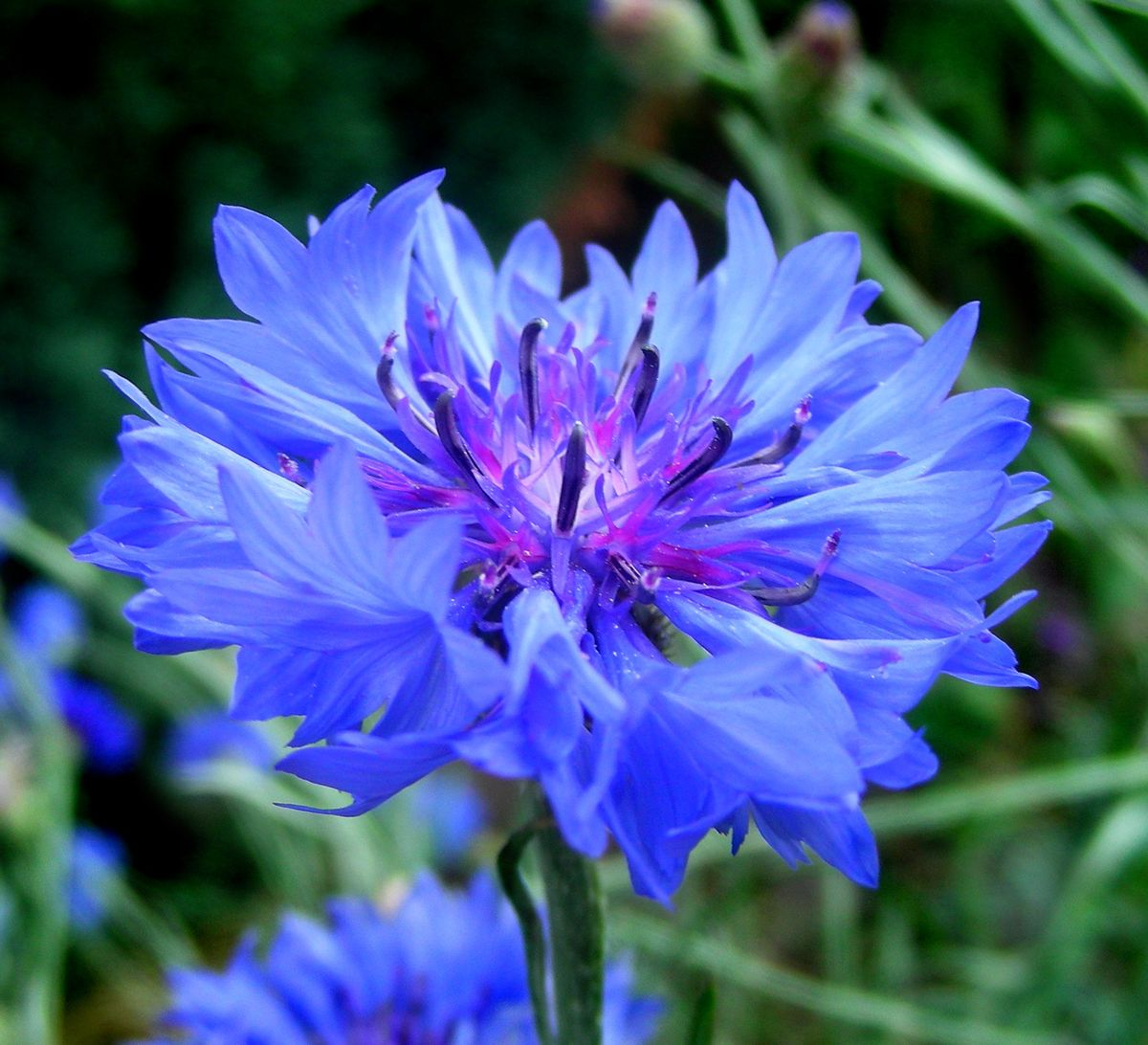 <p>cornflower ( CN )</p>
