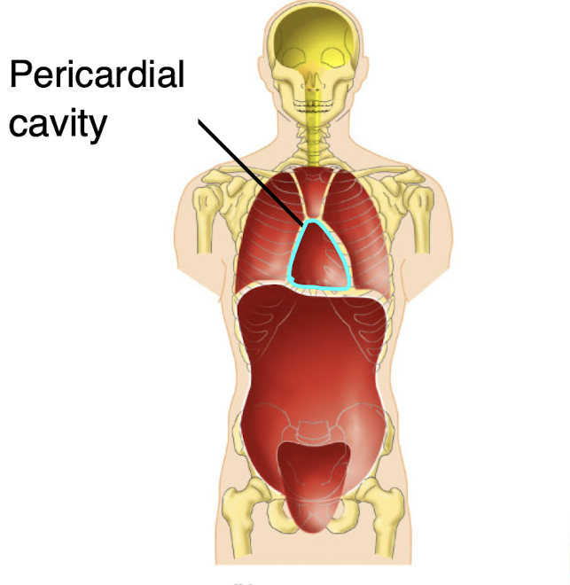 <ul><li><p>The pericardial cavity encloses the heart and is bounded by a serous membrane called the pericardium </p></li></ul><p>→ pericardial cavity → heart → serous membrane → pericardium </p>