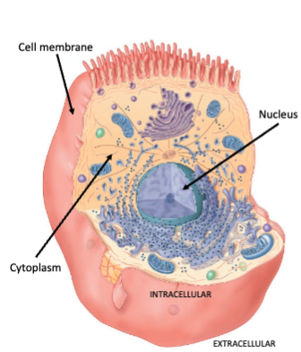 <ul><li><p>nucleus</p></li><li><p>cell membrane/plasma membrane</p></li><li><p>cytoplasm</p></li></ul><p></p>