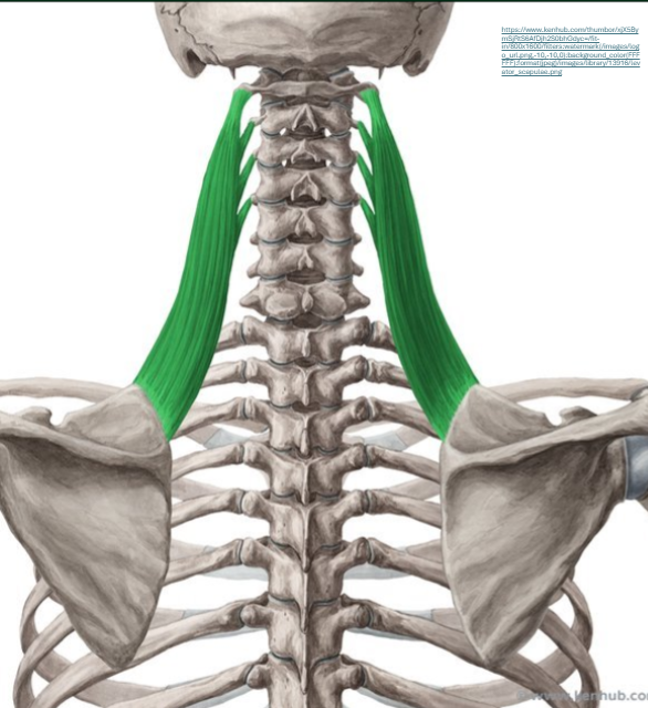 <p><span><strong>Origo: </strong>processus transversi C1-C4</span><span style="line-height: 22px;"><br><br></span><span><strong>Insertie: </strong>angulus superior scapulae</span><span style="line-height: 0px;"></span></p><p class="Paragraph WhiteSpaceCollapse SCXP151260322 BCX8" style="text-align: left;"><span style="line-height: 22px;"><br></span><span><strong>Functie bij gefixeerde origo: </strong></span><span style="line-height: 22px;"><br></span><span>* <em>elevatie van het scapula</em></span><span style="line-height: 22px;"><br></span><span><em>* mediorotatie van het scapula</em></span><span style="line-height: 22px;"><br></span><span><em> </em></span><span style="line-height: 0px;"></span></p><p class="Paragraph WhiteSpaceCollapse SCXP151260322 BCX8" style="text-align: left;"><span><strong>Functie bij gefixeerde insertie enkelzijdig:</strong></span><span style="line-height: 23px;"><br></span><span><em>* homolaterale lateroflexie in de cervicale wervelkolom </em></span><span style="line-height: 23px;"><br></span><span><em>* homolaterale rotatie in de cervicale wervelkolom</em></span><span style="line-height: 0px;"></span></p><p class="Paragraph WhiteSpaceCollapse SCXP151260322 BCX8" style="text-align: left;"><span style="line-height: 0px;"></span></p><p class="Paragraph WhiteSpaceCollapse SCXP151260322 BCX8" style="text-align: left;"><span><strong>Functie bij gefixeerde insertie dubbelzijdig:</strong></span><span style="line-height: 23px;"><br></span><span><em>* extensie in de cervicale wervelkolom</em></span><span style="line-height: 0px;"></span></p>