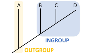 <p>A distantly related group that is used to show how the main group falls in the main tree of evolution</p>