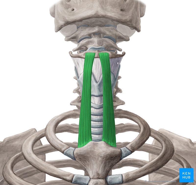 <p>Sternohyoid</p>