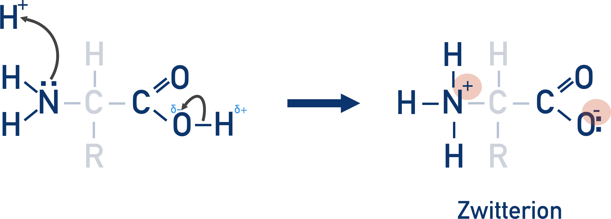 <p>the H from the O-H group is attracted o the electronegative N in the amine group.</p><p>Forming a zwitterion with a positive N and negative O</p><p>There is no overall charge to the amino acid. This is called a <strong>zwitterion</strong> and is only formed at a specific pH for each amino acid. The pH at which a zwitterion is formed is called the <strong>isoelectric point</strong>.</p>