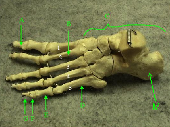 <p>Identify specific bone labelled F.</p>
