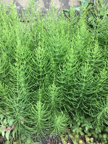 <p>A prehistoric-looking plant with jointed, hollow, segmented stems and tan cone-like spore heads at the tips.</p>